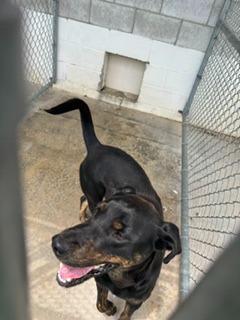Enlarge Copper, a Adoptable mixed breed in Lafayette, TN image 1/1