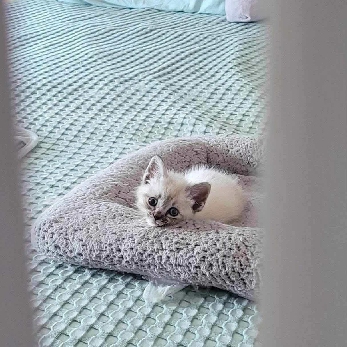 Wisp, adopted, Kitten Male Siamese.