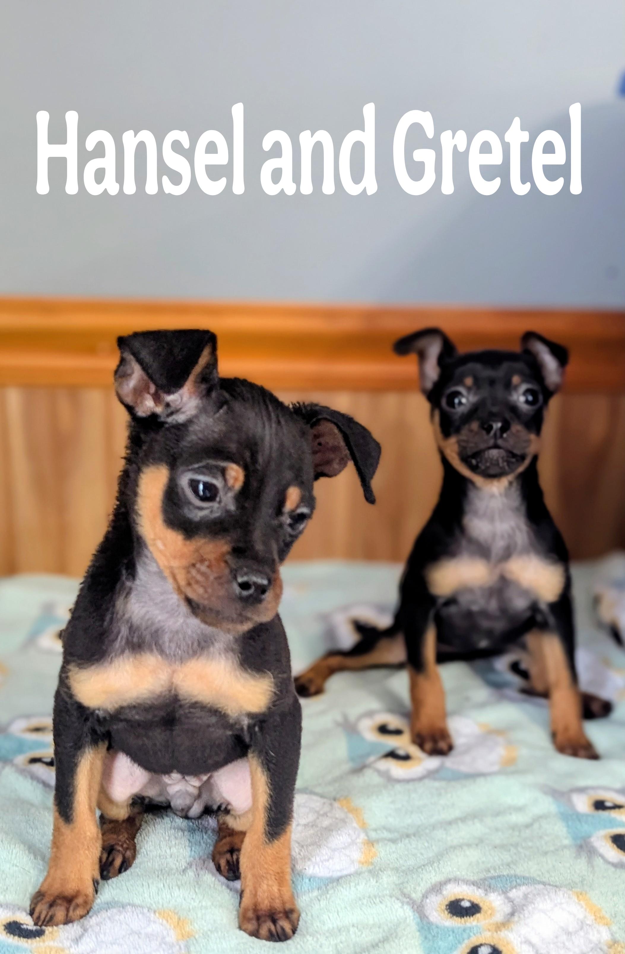 Hansel and Gretel, Adoptable, Puppy Male Miniature Pinscher & Pug.