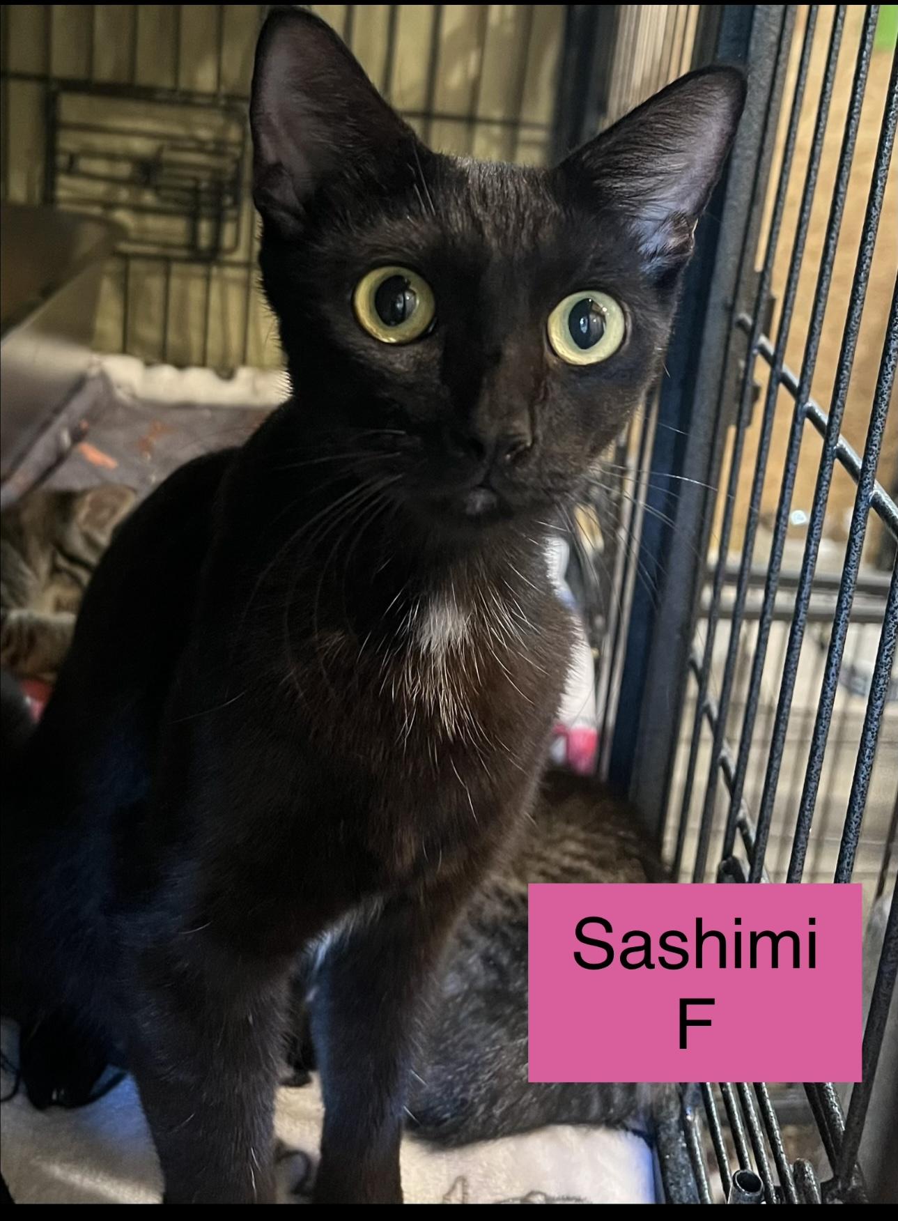 Sashimi, Adoptable, Young Female Domestic Short Hair.