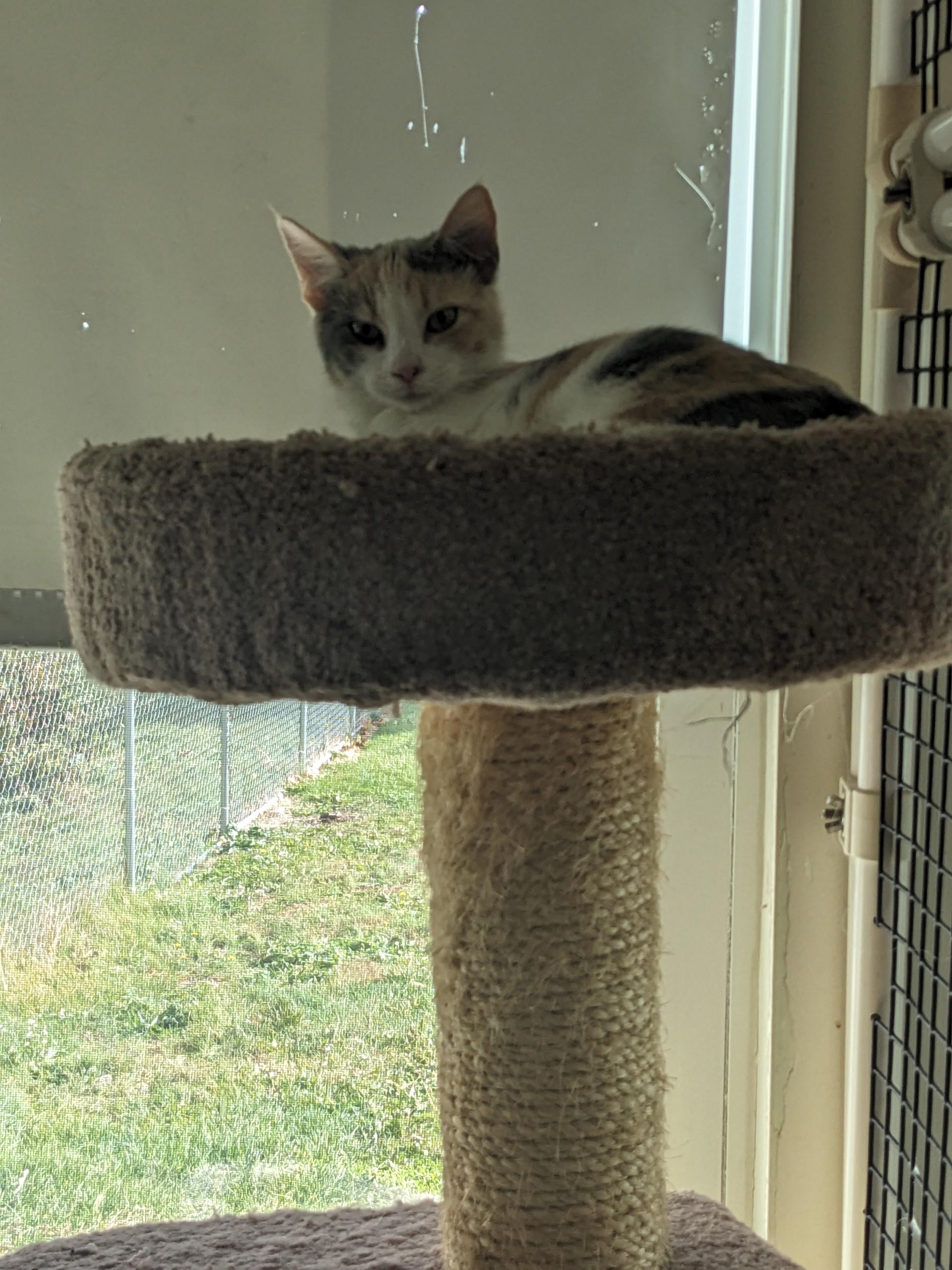 Pearl, a Adoptable Domestic Short Hair in Altoona, PA image 1/2