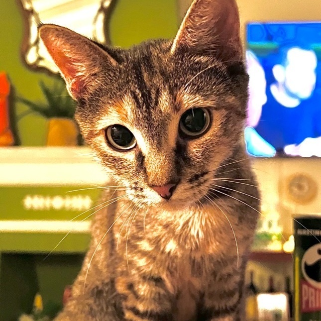 Danaerys, Adoptable, Young Female Domestic Medium Hair.