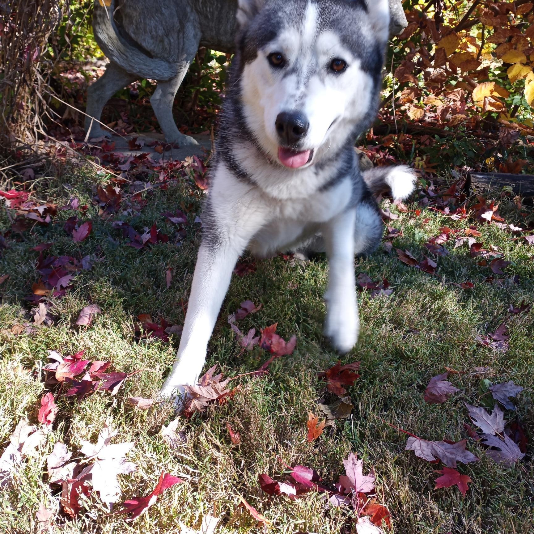Indigo, an adopted Siberian Husky in Lockport, IL image 1/6