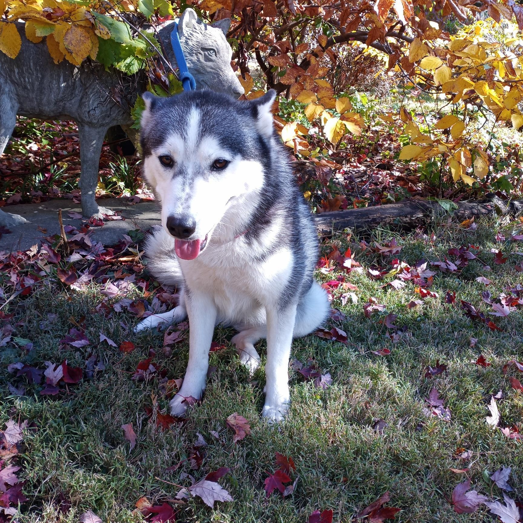 Indigo, an adopted Siberian Husky in Lockport, IL image 4/6