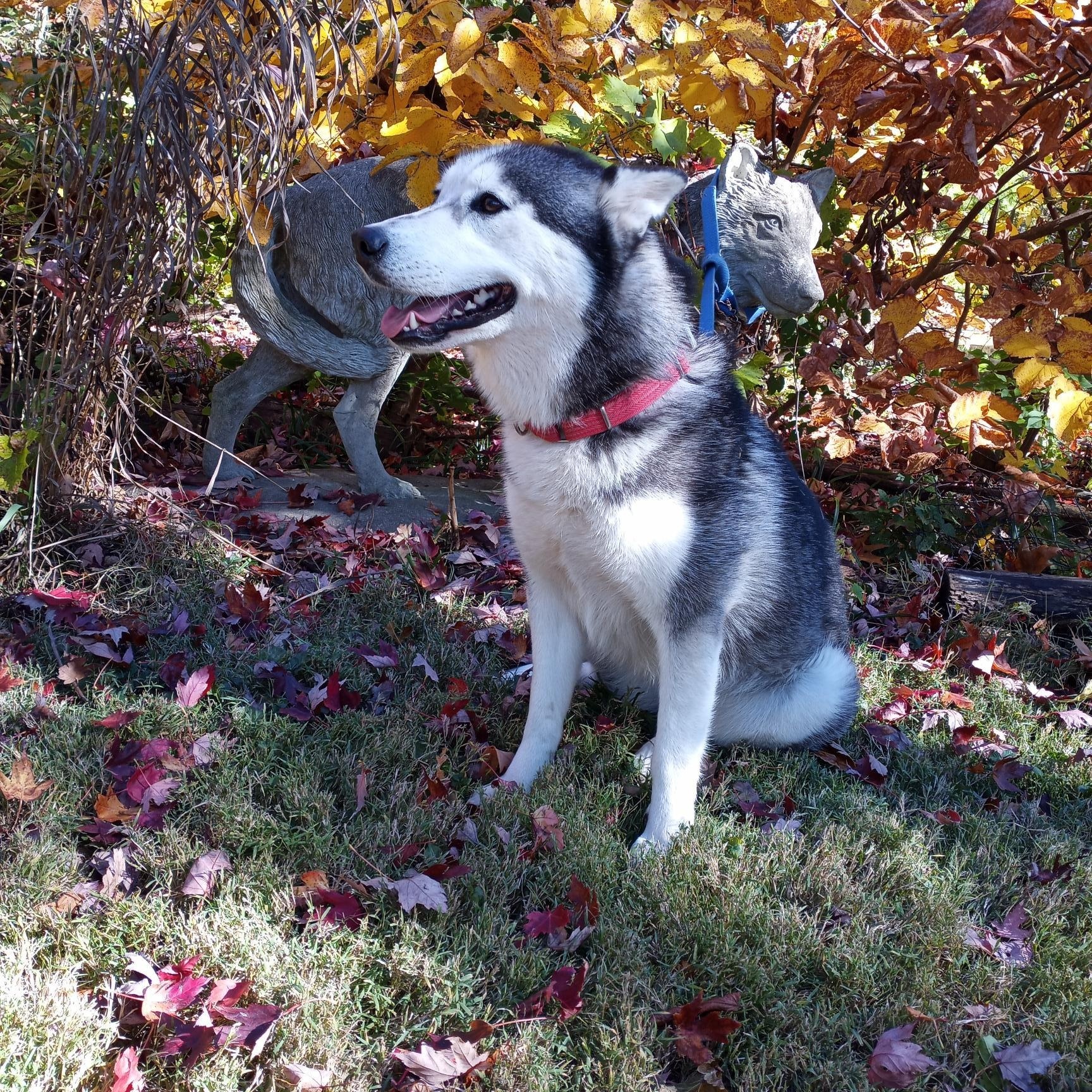 Indigo, an adopted Siberian Husky in Lockport, IL image 5/6