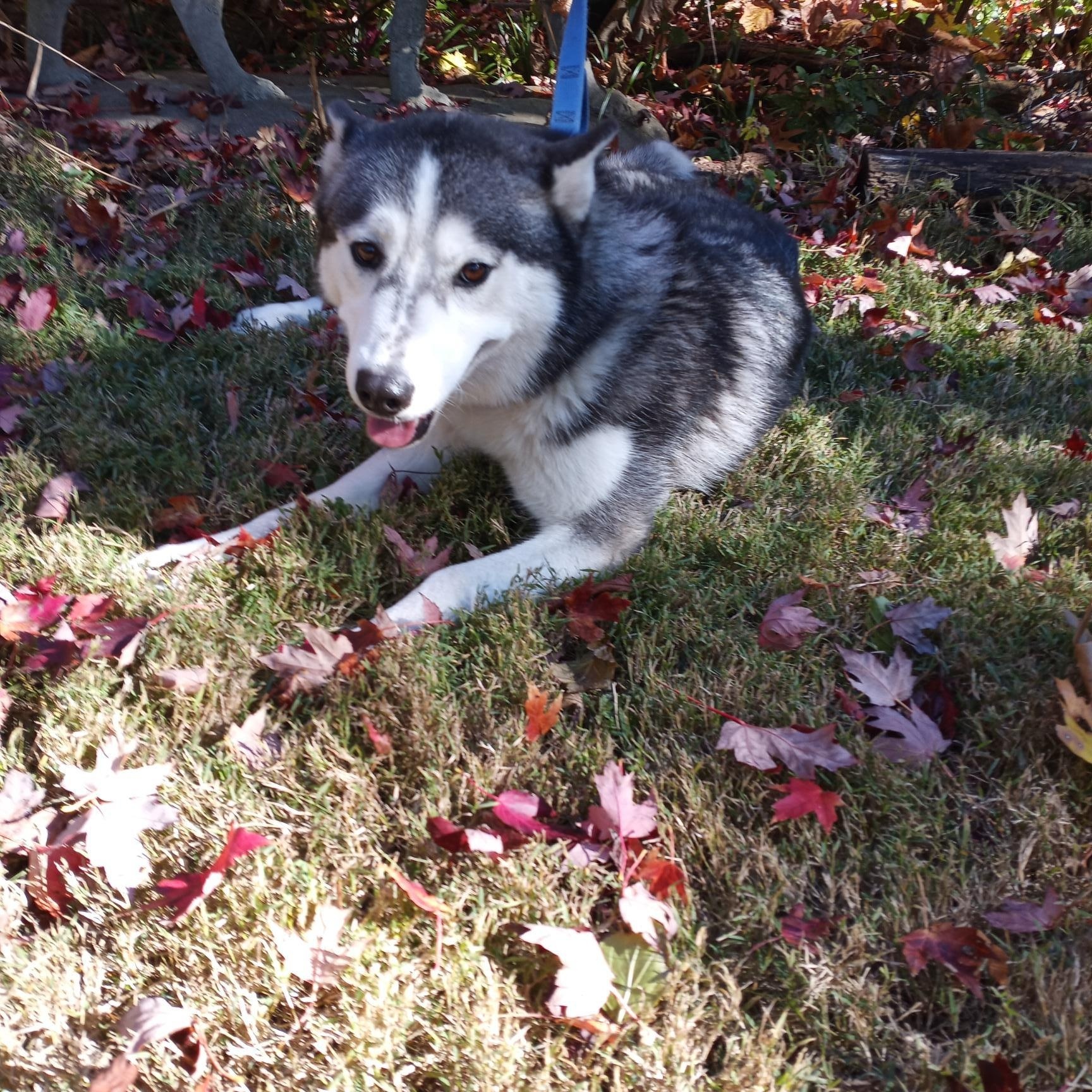 Indigo, an adopted Siberian Husky in Lockport, IL image 2/6