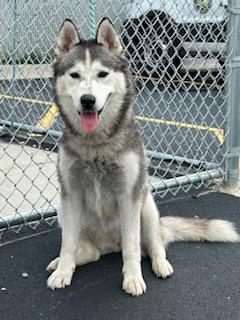 Indigo, an adopted Siberian Husky in Lockport, IL image 3/6