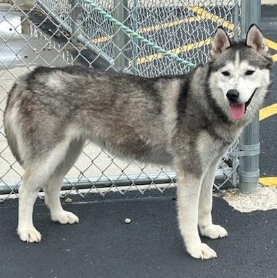Indigo, an adopted Siberian Husky in Lockport, IL image 6/6