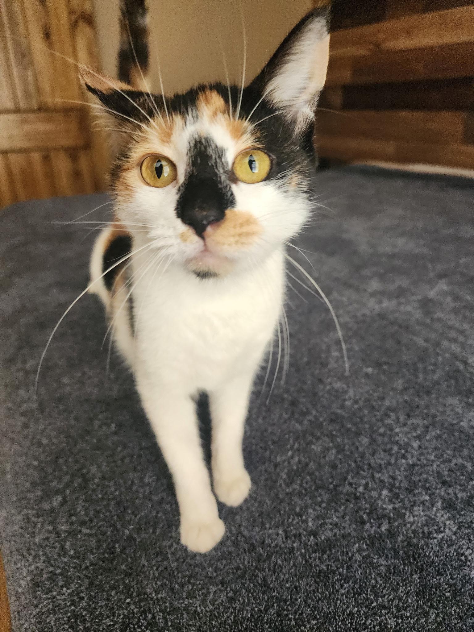 NOELLE, an adopted Calico in Flint, TX image 1/3