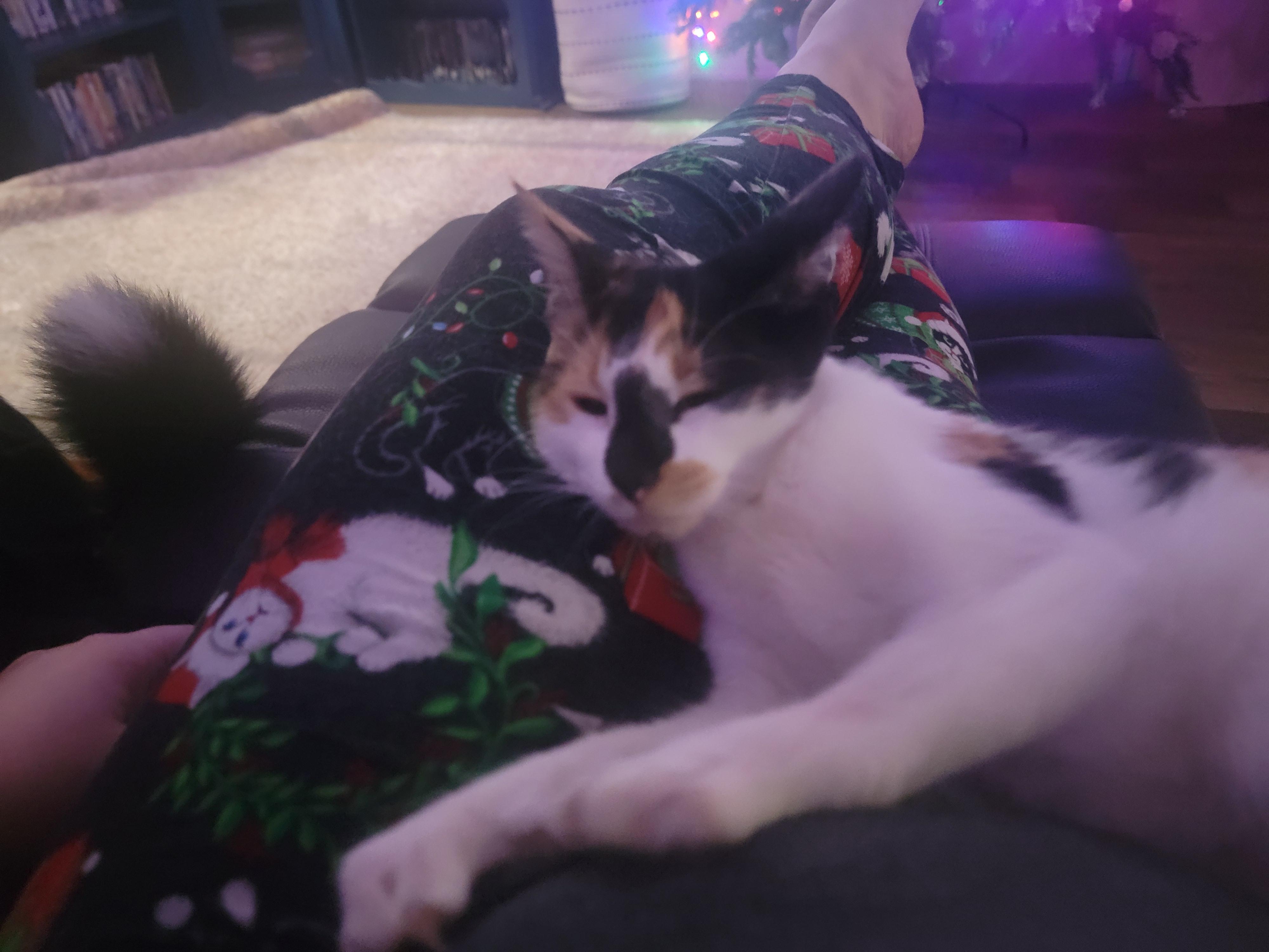 NOELLE, an adopted Calico in Flint, TX image 3/3