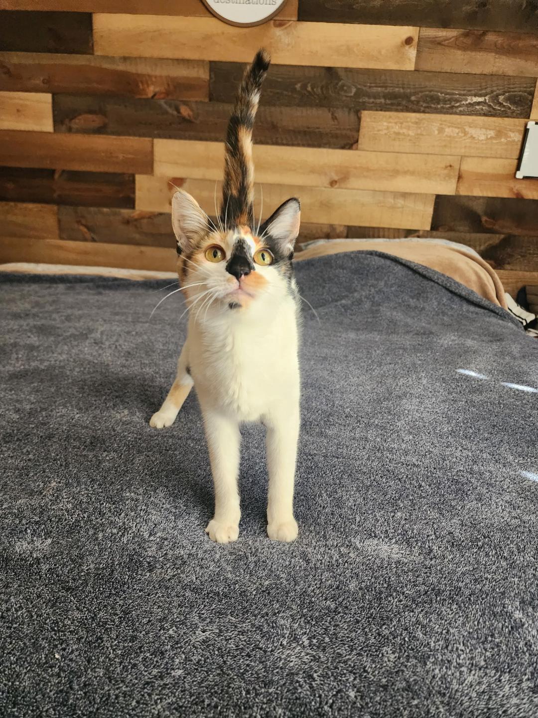 NOELLE, an adopted Calico in Flint, TX image 2/3