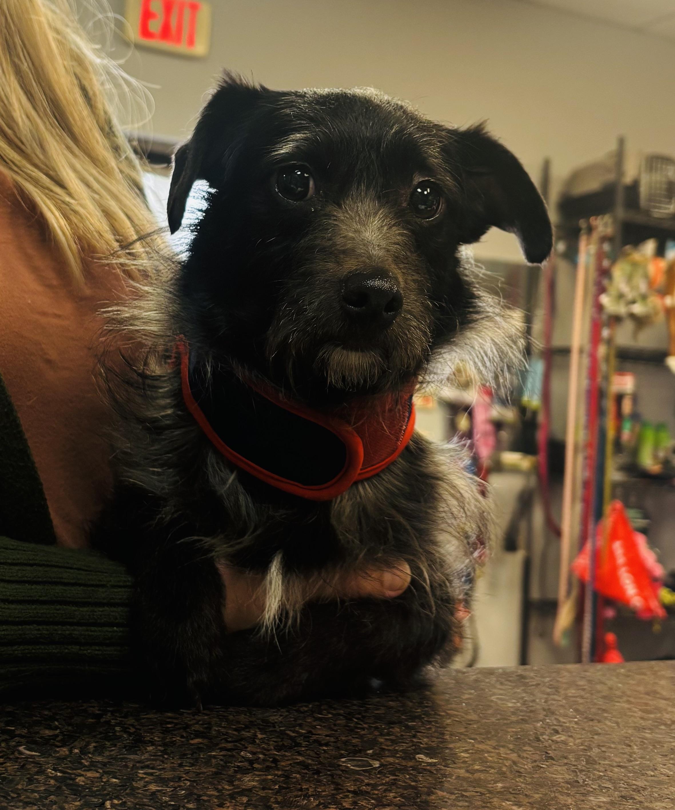 Donut , adopted, Adult Male Wirehaired Dachshund.