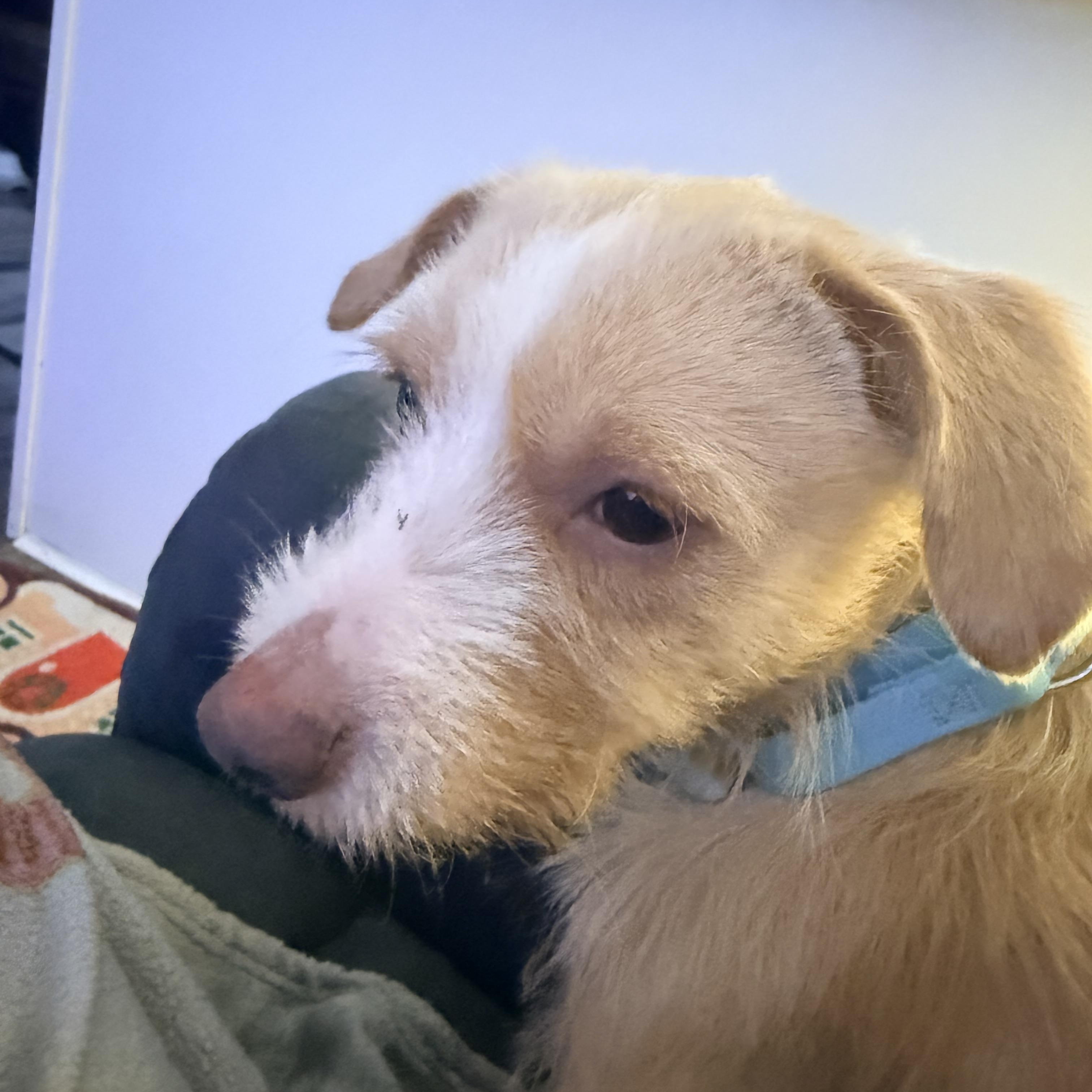 Enlarge Anchor, a Adoptable mixed breed in Wantagh , NY image 3/4