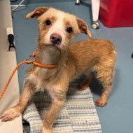 Enlarge Anchor, a Adoptable mixed breed in Wantagh , NY image 4/4