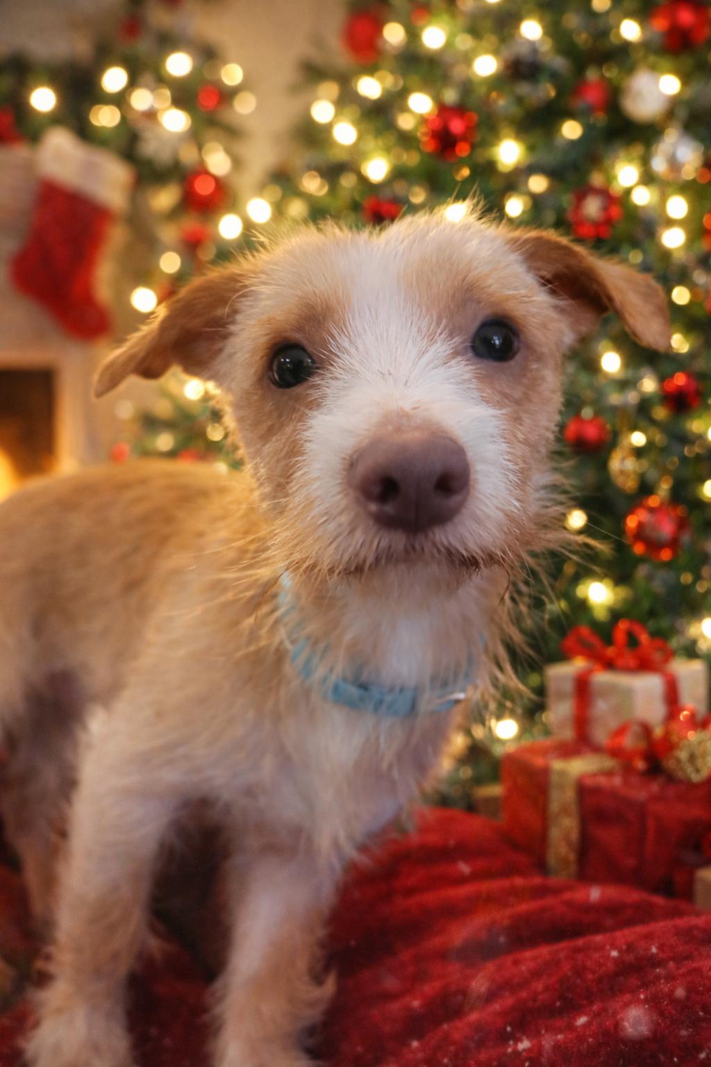 Enlarge Anchor, a Adoptable mixed breed in Wantagh , NY image 1/4