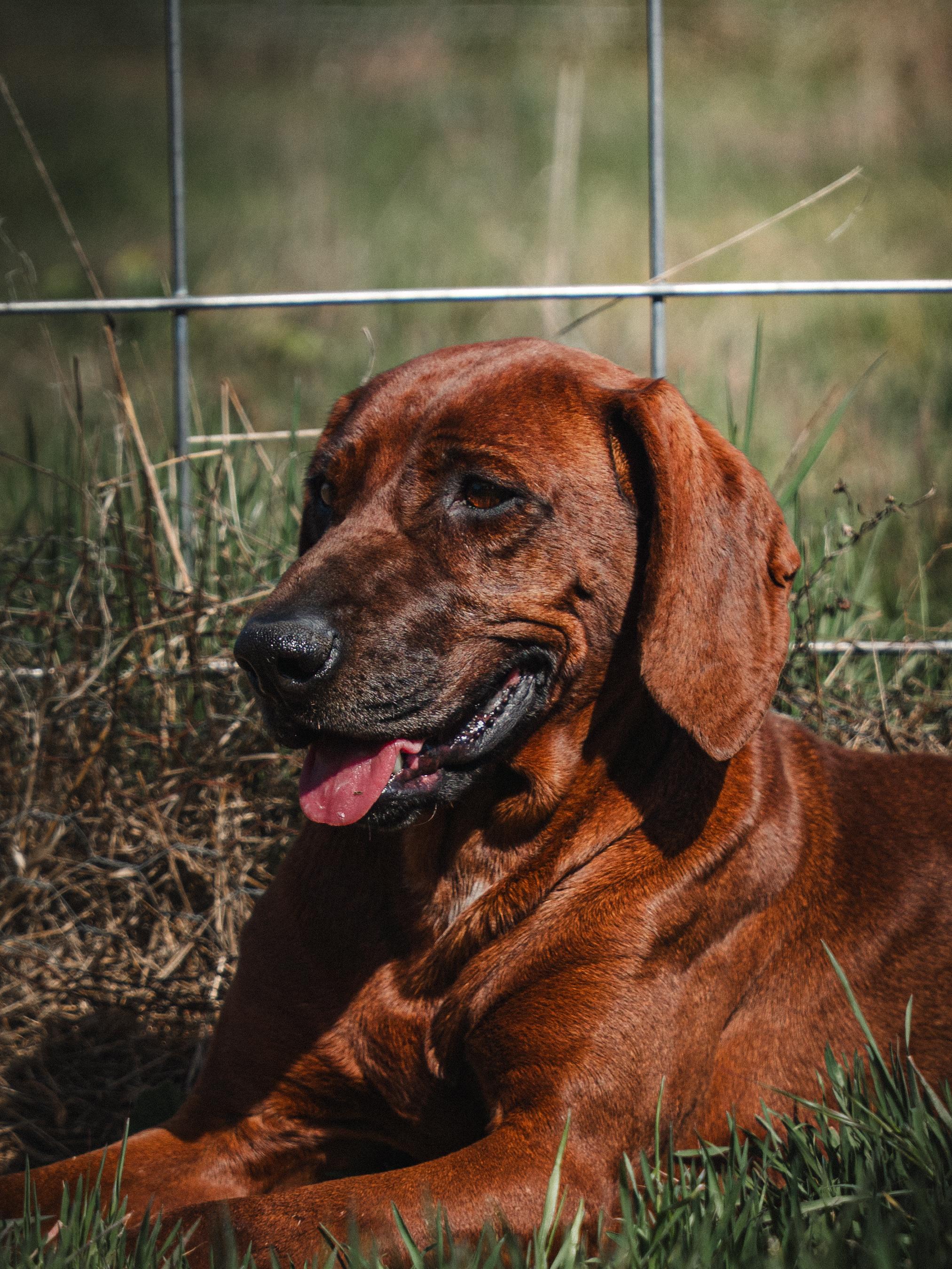 Enlarge Freya, a Adopted Redbone Coonhound in Monterey, CA image 3/5