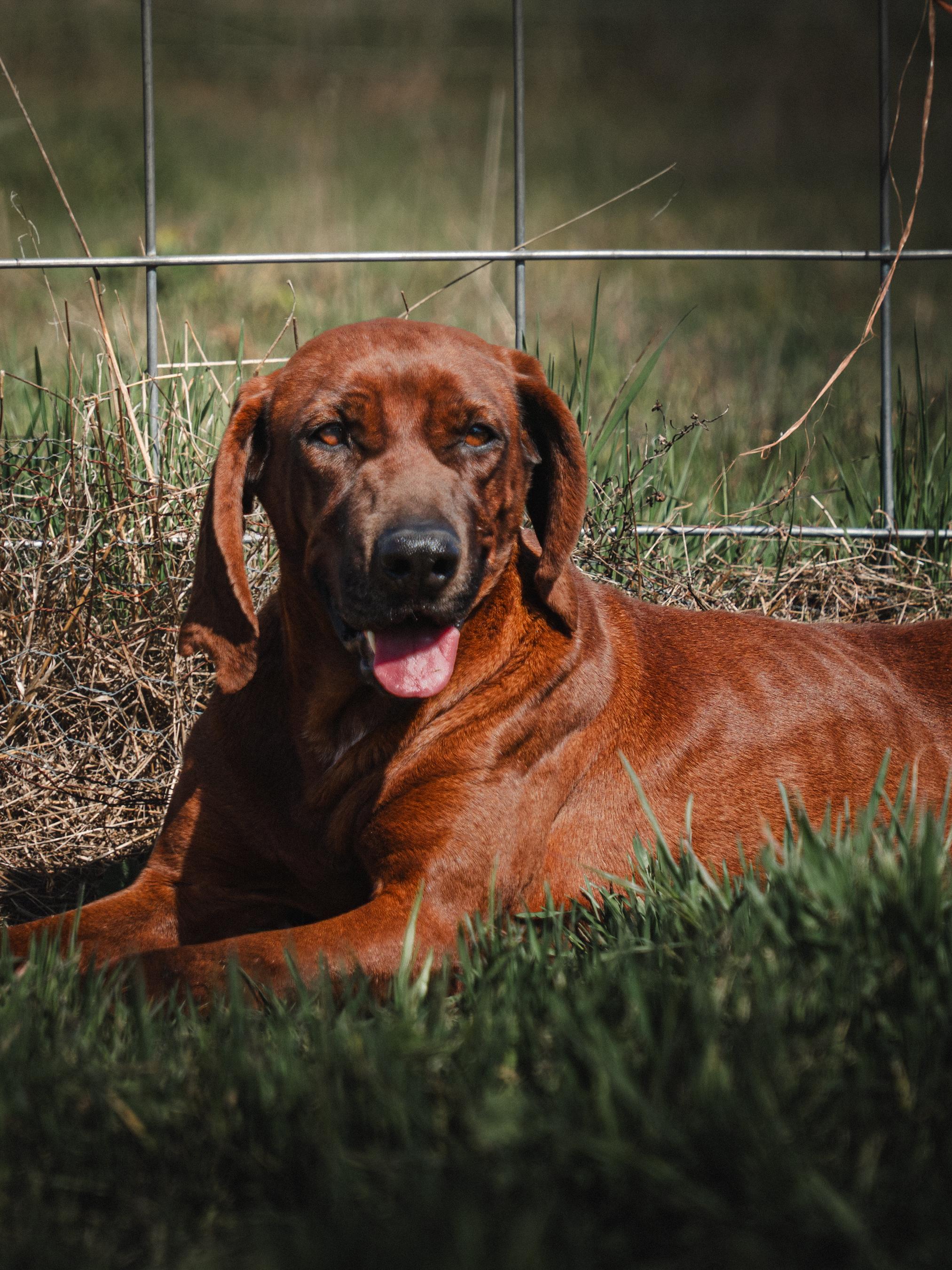 Enlarge Freya, a Adopted Redbone Coonhound in Monterey, CA image 2/5