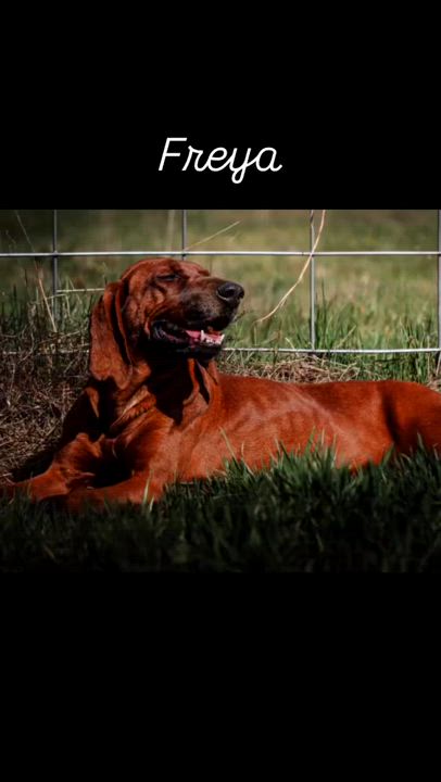 Enlarge Freya, a Adopted Redbone Coonhound in Monterey, CA video 1/5
