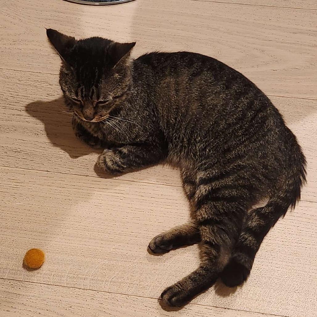 Enlarge Jiggly puff, a Adoptable Domestic Short Hair in Brooklyn, NY image 3/3