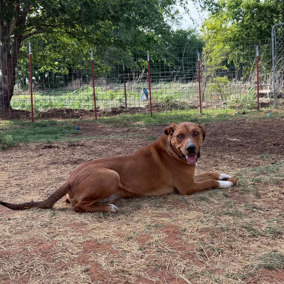 Zeus, ADOPTABLE, Adult Male Mixed Breed.