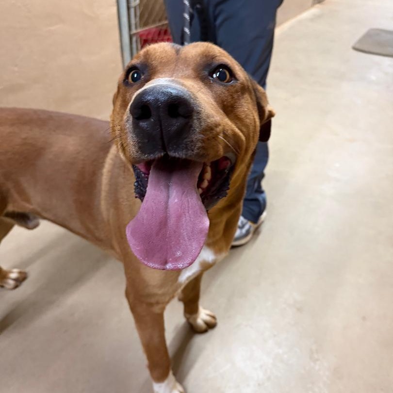 Zeus, a ADOPTABLE Mixed Breed in Sentinel, OK image 4/4