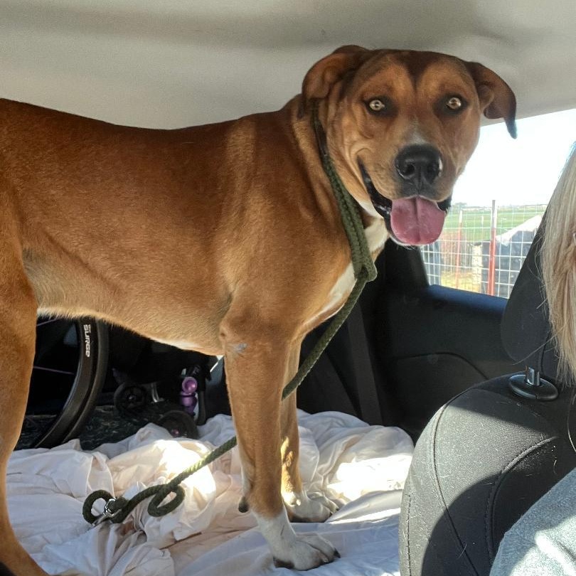 Zeus, a ADOPTABLE Mixed Breed in Sentinel, OK image 3/4