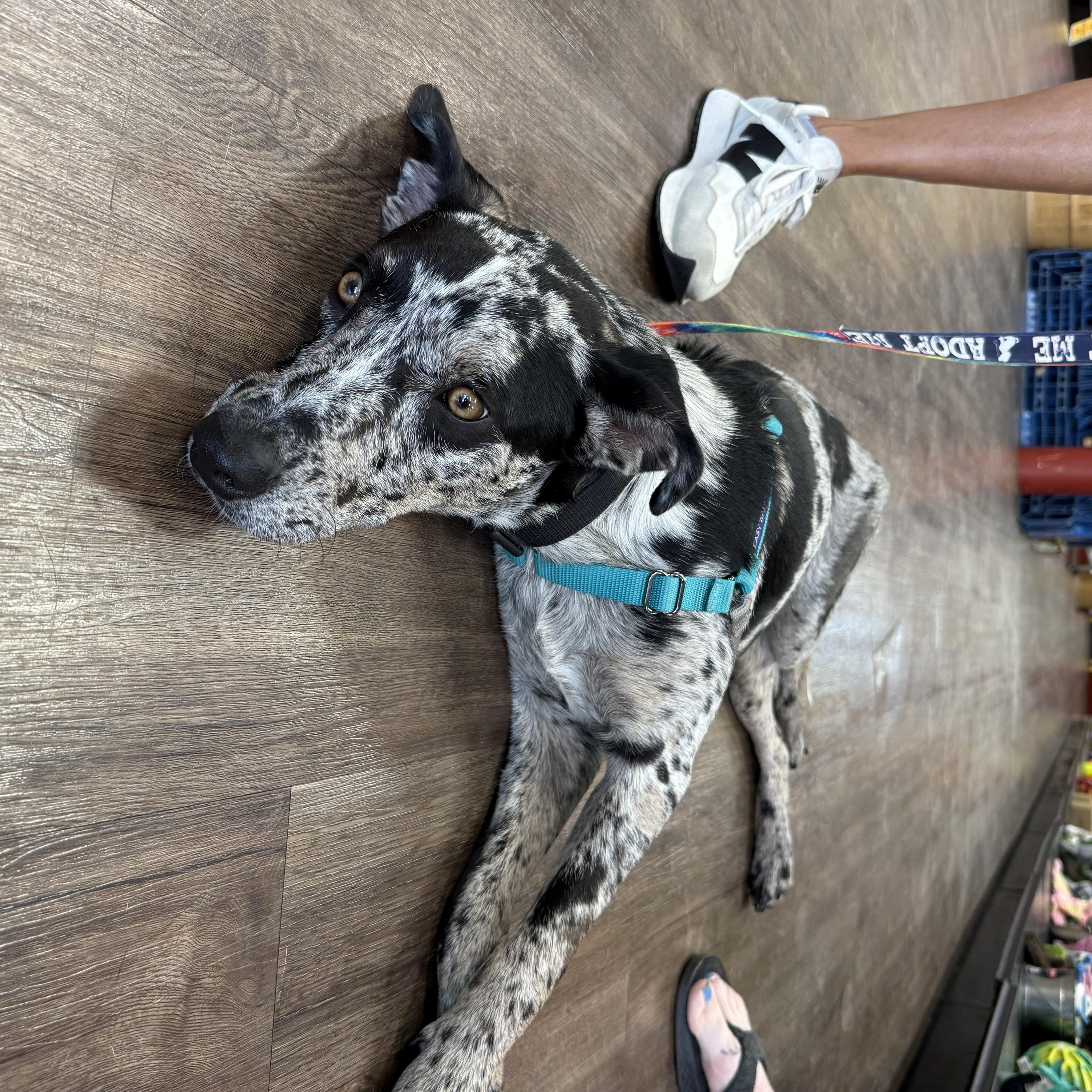 Enlarge Olive, a ADOPTABLE mixed breed in Plano, TX image 4/5