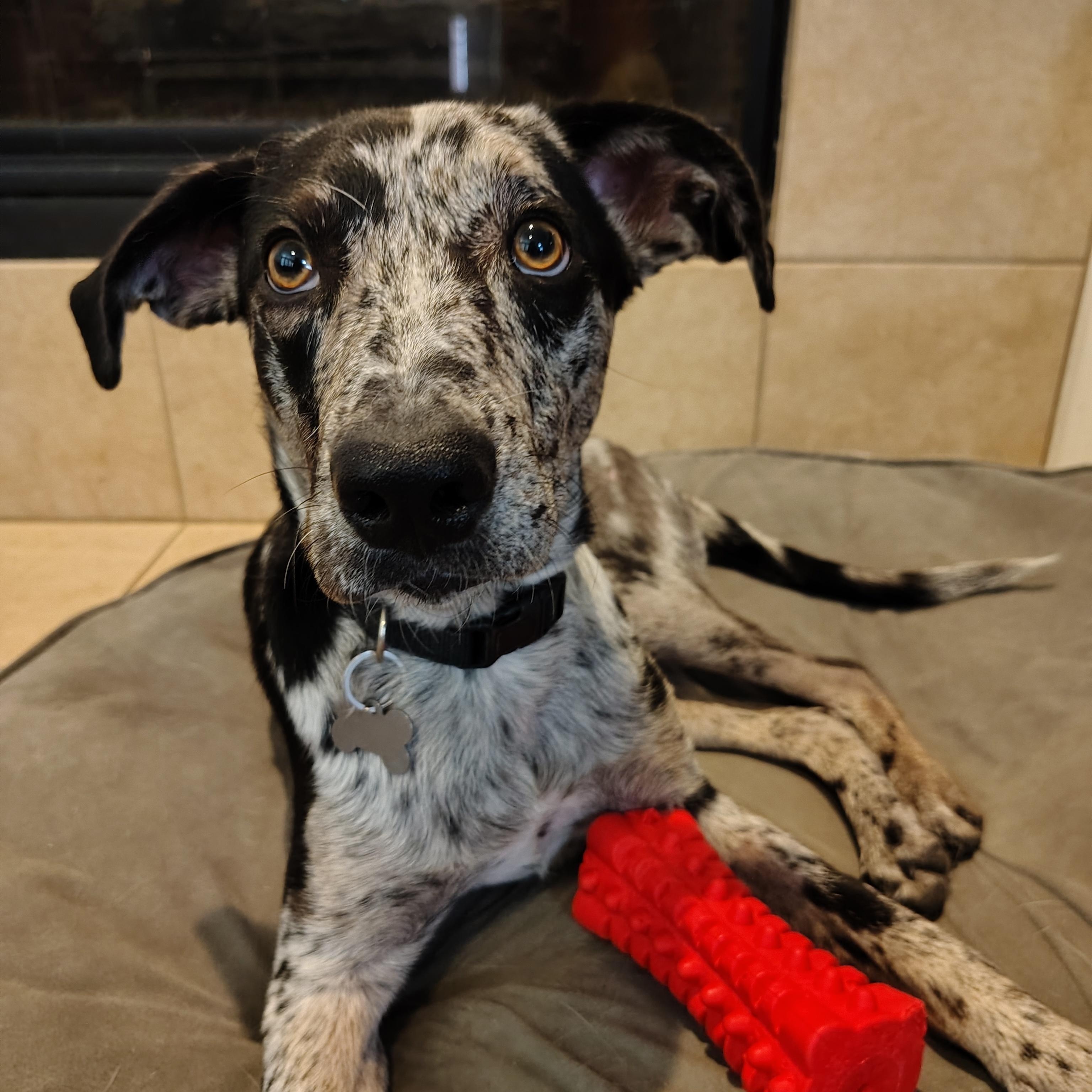 Enlarge Olive, a ADOPTABLE mixed breed in Plano, TX image 3/5