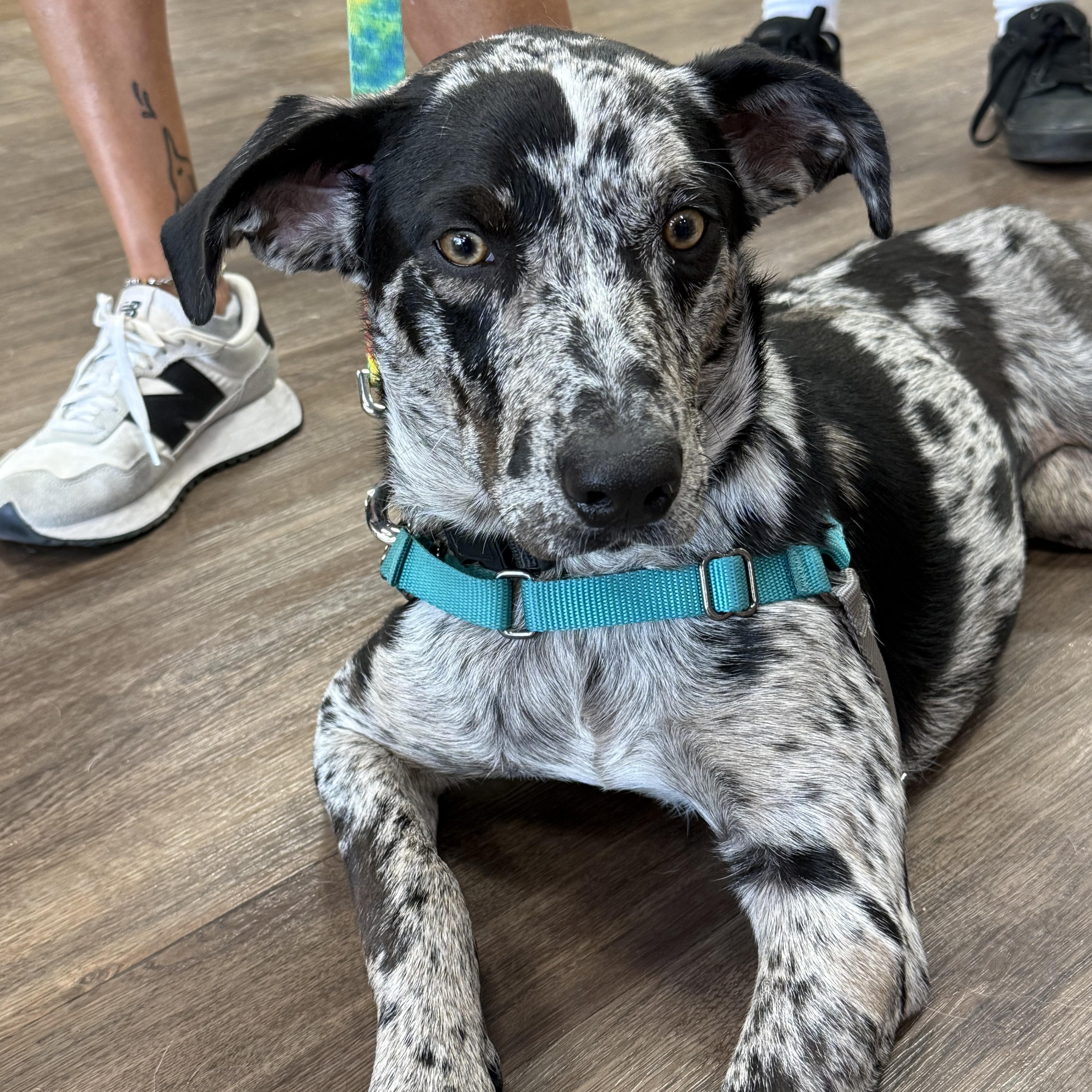 Olive, ADOPTABLE, Young Female Catahoula Leopard Dog.