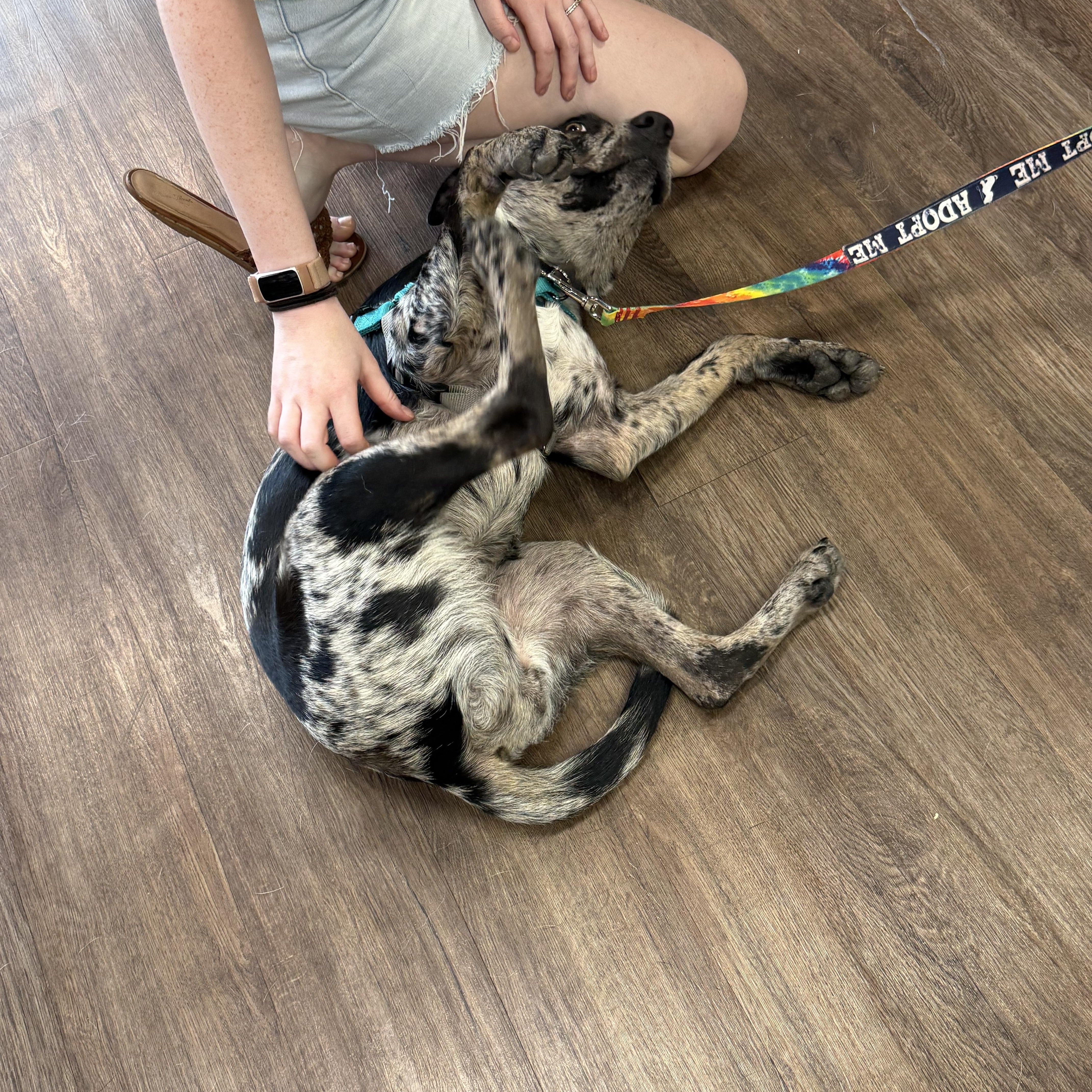 Enlarge Olive, a ADOPTABLE mixed breed in Plano, TX image 5/5