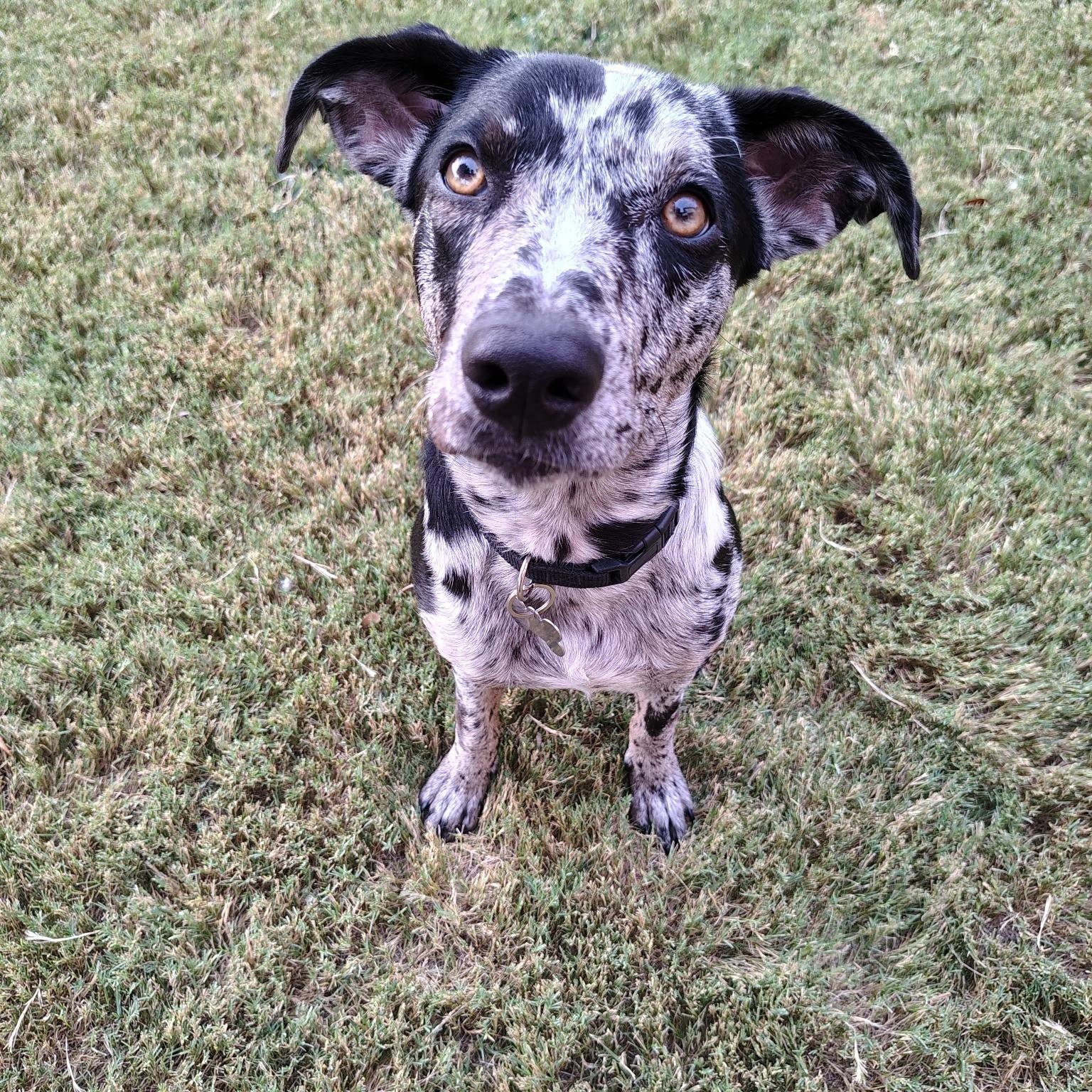 Enlarge Olive, a ADOPTABLE mixed breed in Plano, TX image 2/5