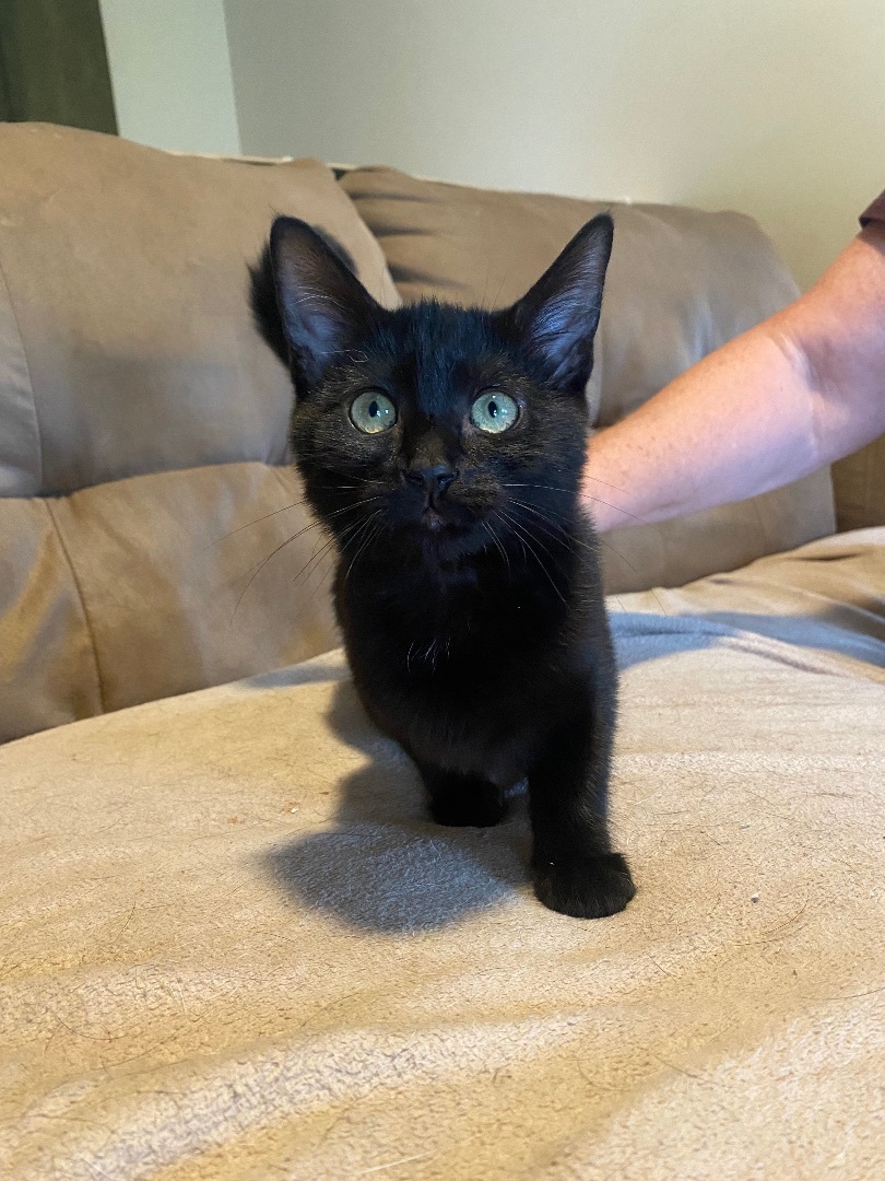 EJ, a Adoptable Domestic Short Hair in Plainville, CT image 5/5