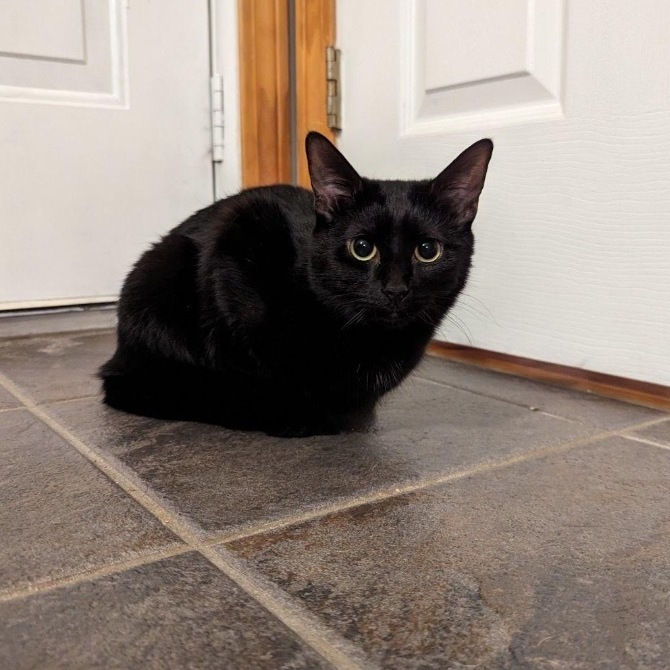 EJ, a Adoptable Domestic Short Hair in Plainville, CT image 3/5