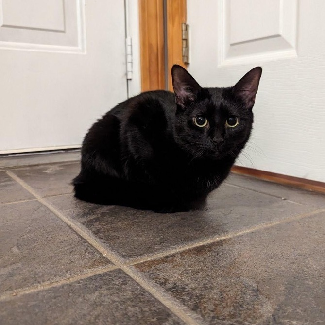 EJ, a Adoptable Domestic Short Hair in Plainville, CT image 4/5