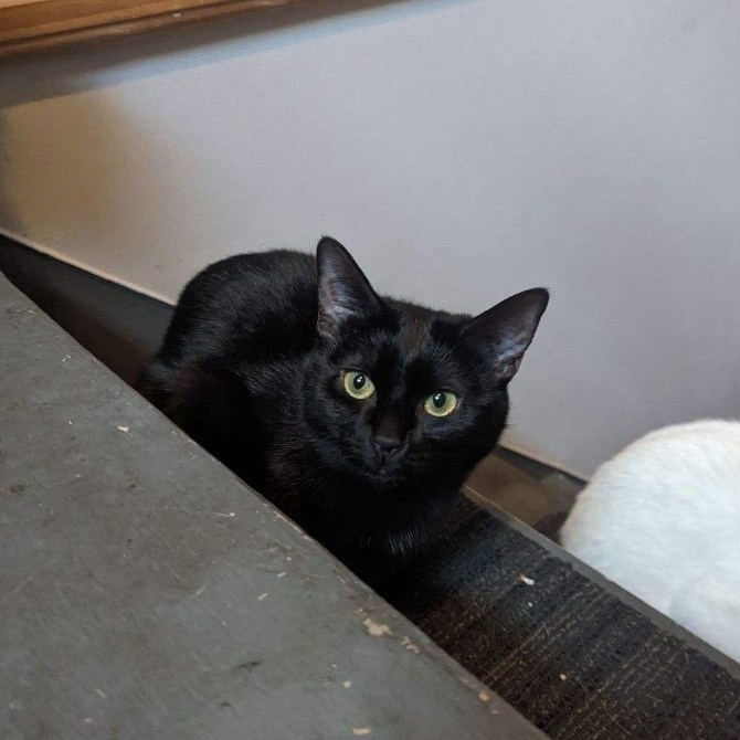 EJ, Adoptable, Young Female Domestic Short Hair.