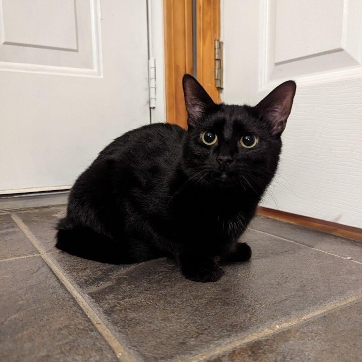 EJ, a Adoptable Domestic Short Hair in Plainville, CT image 2/5