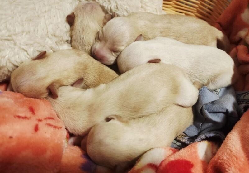 Enlarge Mayor, a Adoptable mixed breed in Van Nuys, CA image 2/6