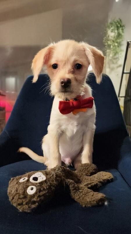 Enlarge Mayor, a Adoptable mixed breed in Van Nuys, CA image 3/6