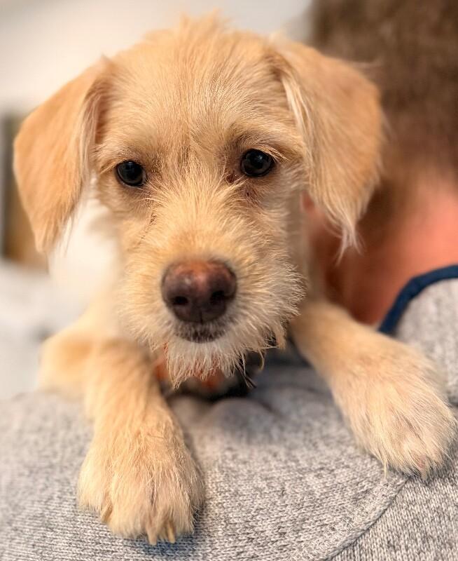 Enlarge Mayor, a Adoptable mixed breed in Van Nuys, CA image 5/6