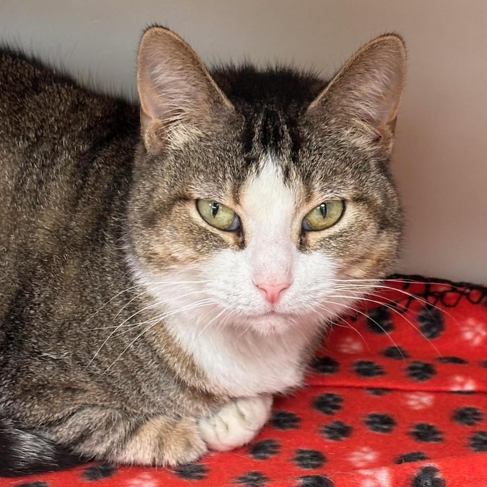 Twilight, Adoptable, Adult Female Domestic Short Hair & Tiger.