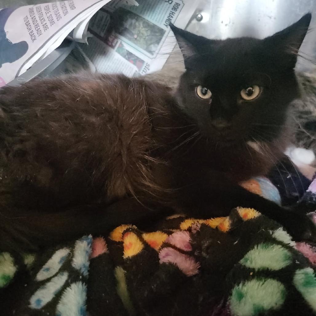 Reaper, Adoptable, Adult Male Domestic Medium Hair.