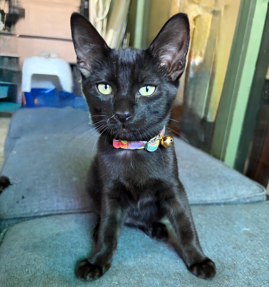 Enlarge JS kitten 1, a Adoptable Domestic Short Hair in Redlands, CA image 1/1