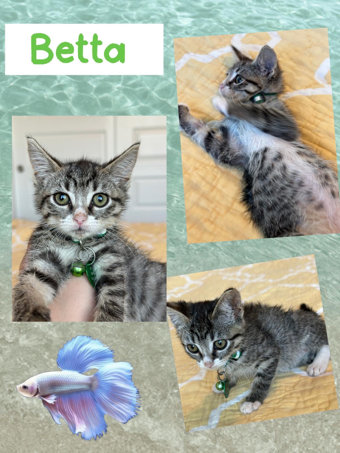Betta, an adoptable Tabby in Pasco, WA, 99301 | Photo Image 4