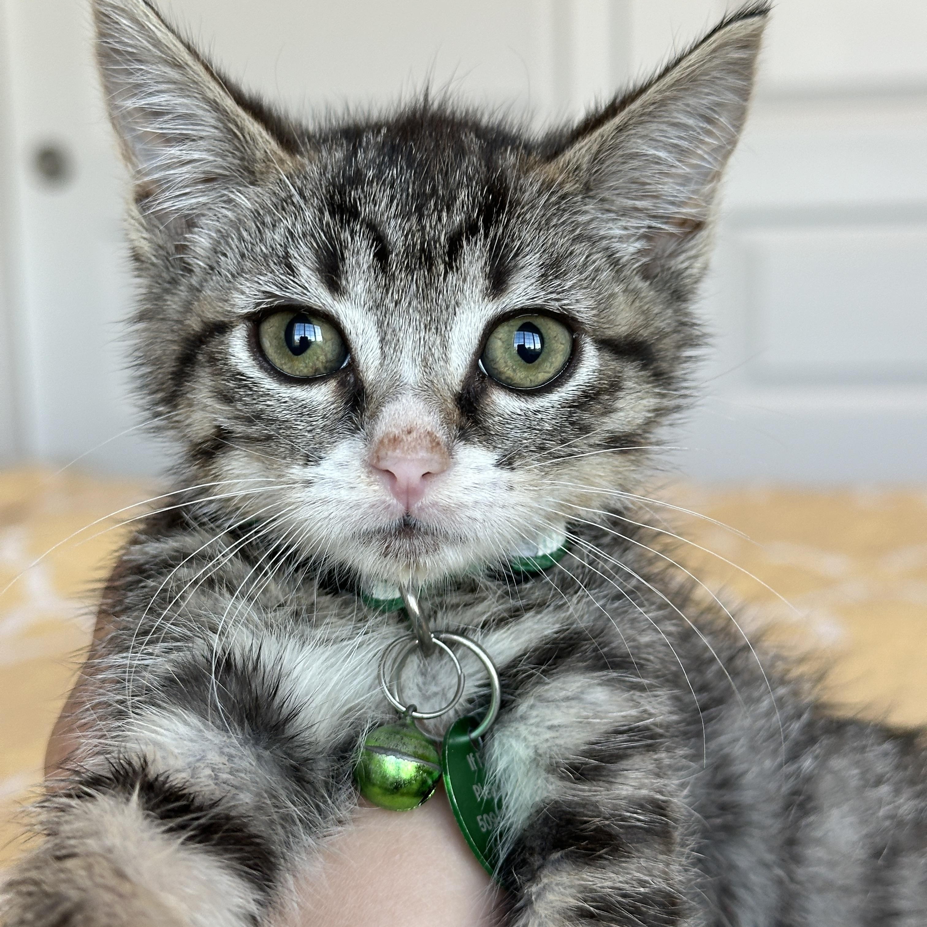 Betta, an adoptable Tabby in Pasco, WA, 99301 | Photo Image 1