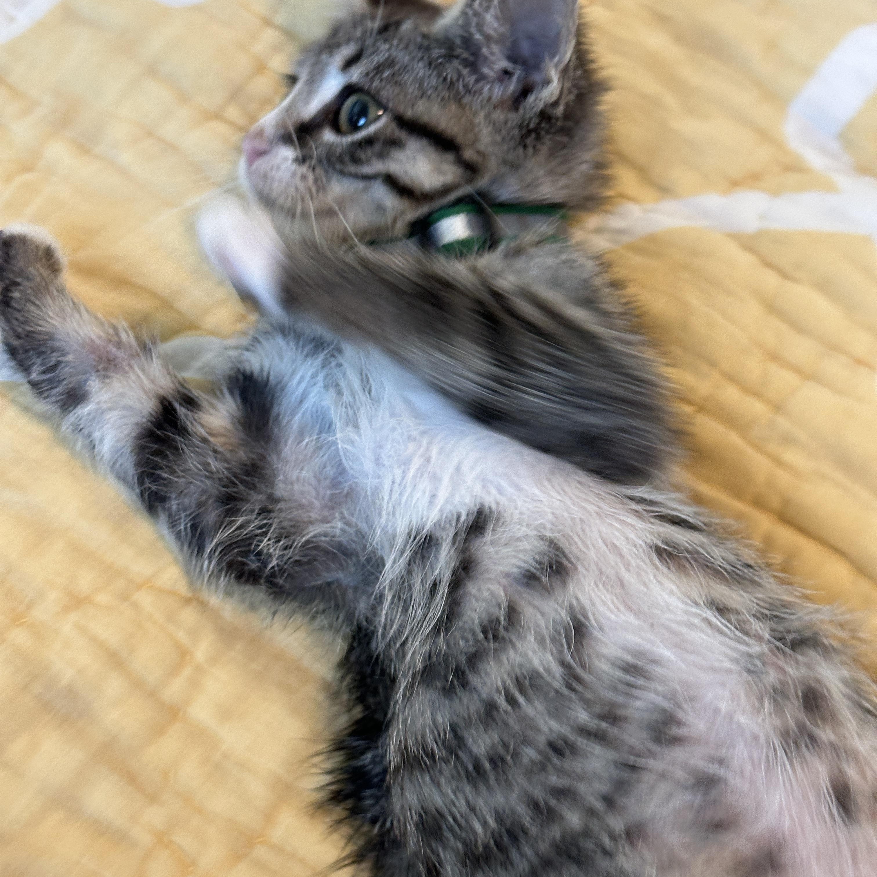 Betta, an adoptable Tabby in Pasco, WA, 99301 | Photo Image 2