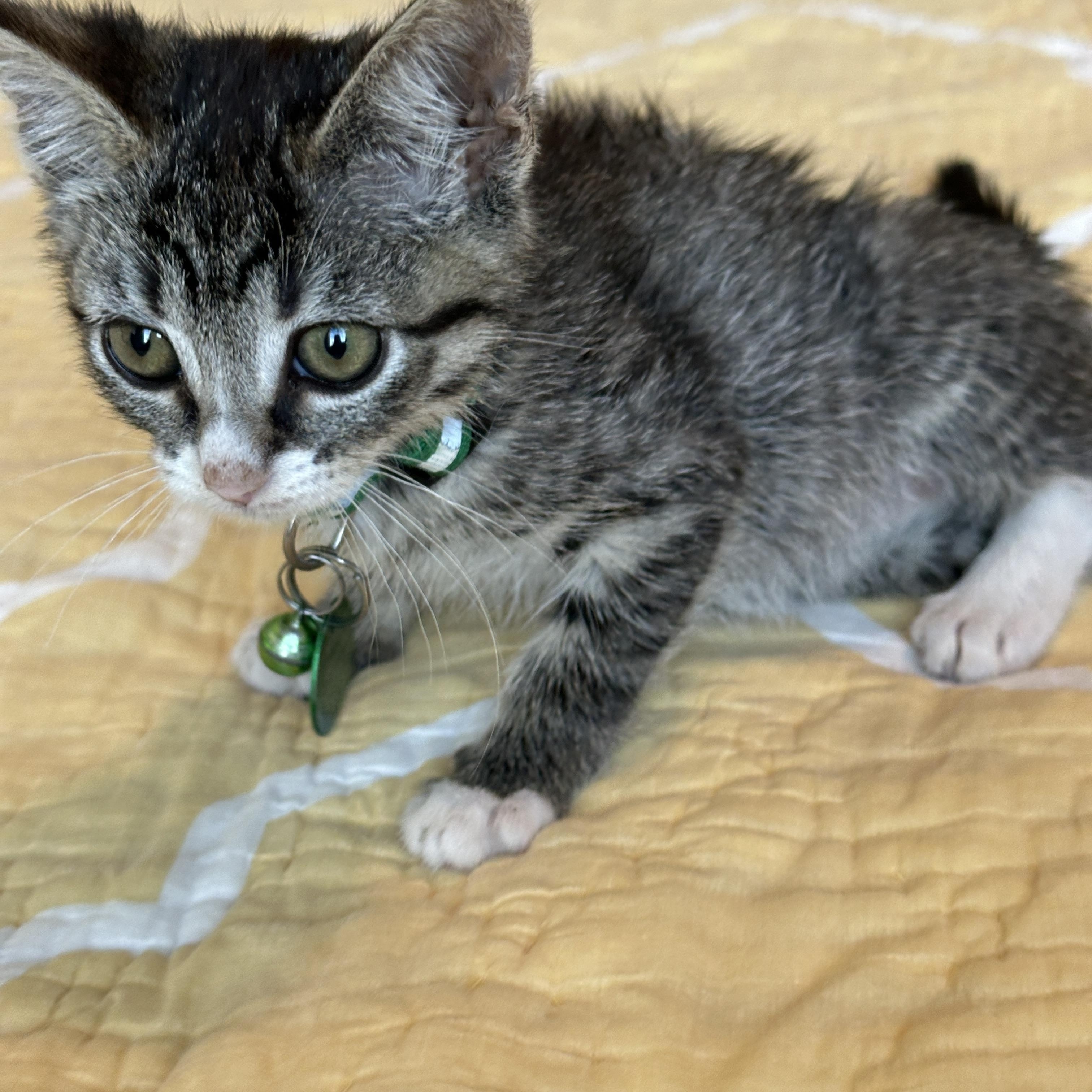 Betta, an adoptable Tabby in Pasco, WA, 99301 | Photo Image 3