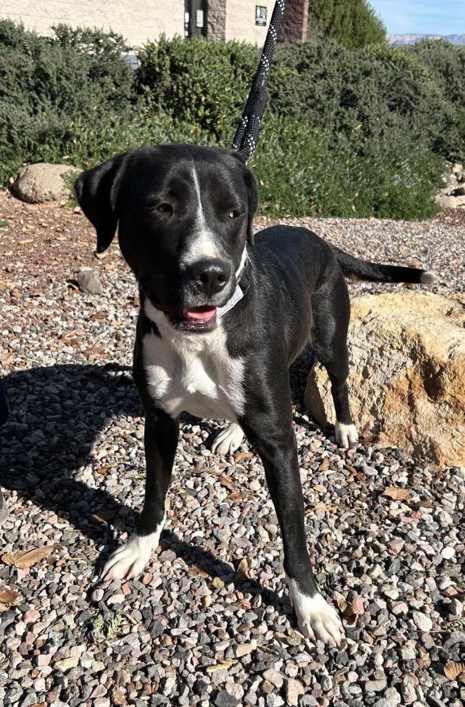 Amara, Adoptable, Young Female Labrador Retriever.