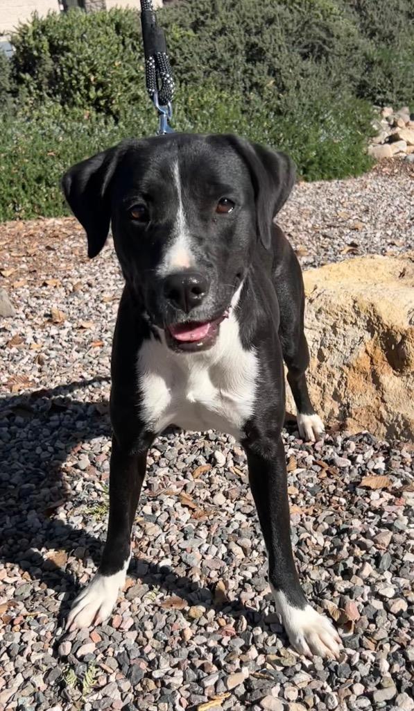 Enlarge Amara, a Adoptable mixed breed in Cottonwood, AZ image 2/2