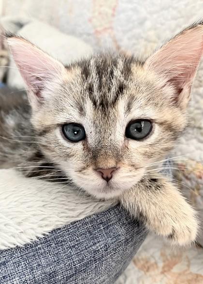 Enlarge Lefty, a Adoptable mixed breed in Santa Cruz, CA image 1/2
