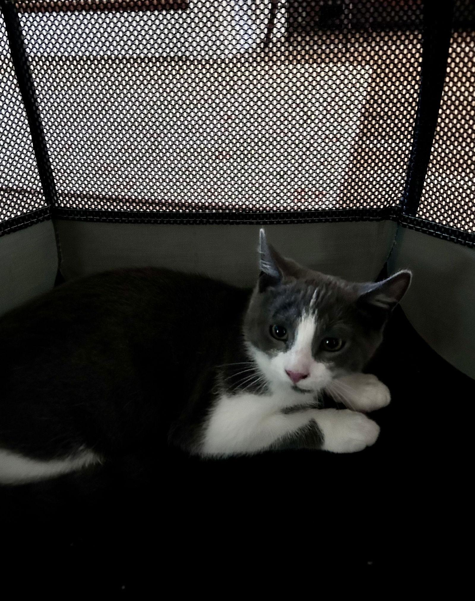 Enlarge Buddy, a Adoptable Domestic Short Hair in Gettysburg, PA image 1/2